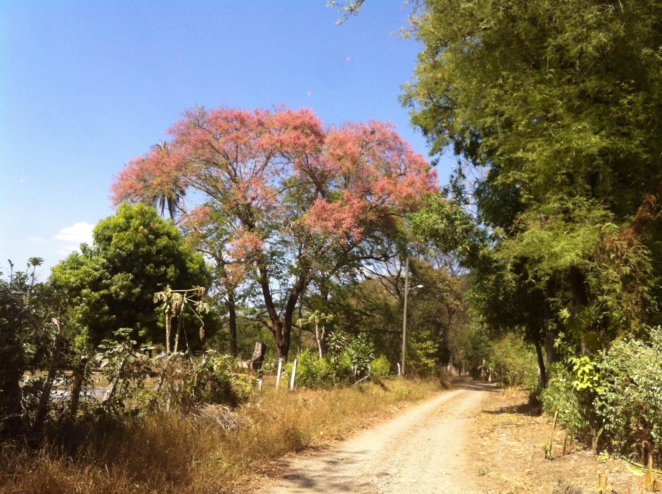 Carao tree in full bloom, late in summer